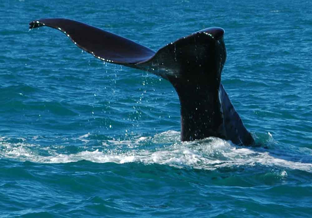 Ballena - Kaikoura - Nueva Zelanda 4.jpg